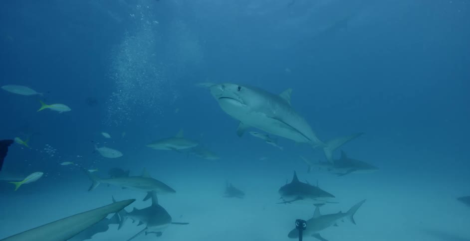 Sharks swim in the ocean waters