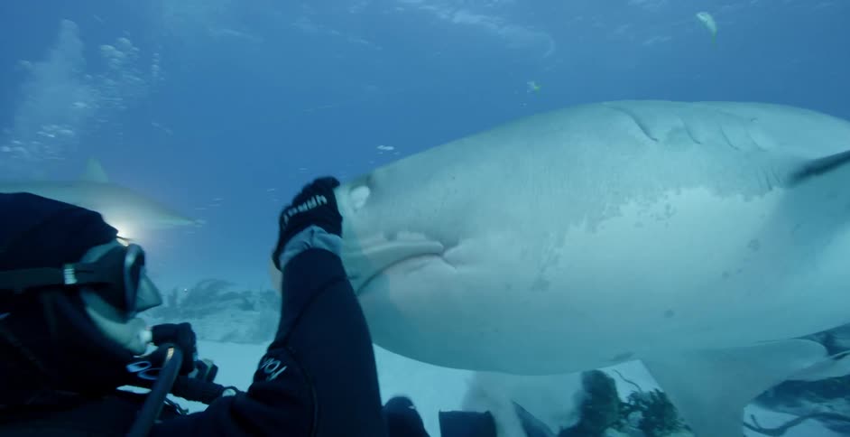 Diver touching the snout of a shark as it swims by