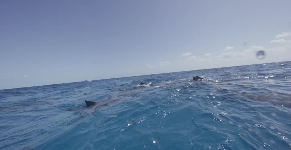 Sharks are swimming in the blue waters