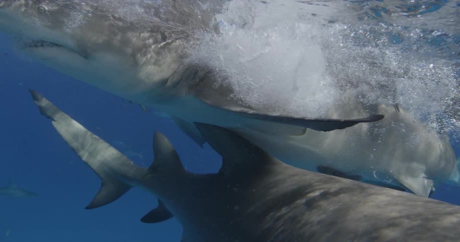 The sharks swim near the top of the water bumping against each other