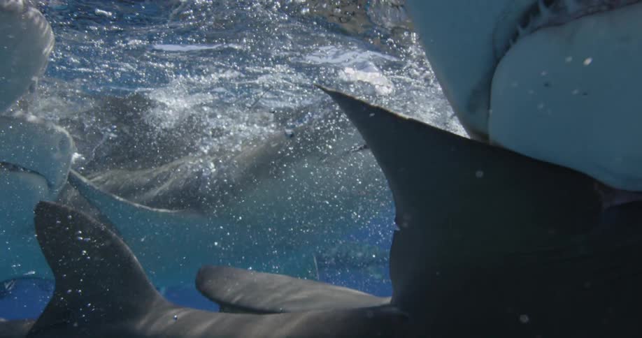 Sharks swimming close to the surface of the water