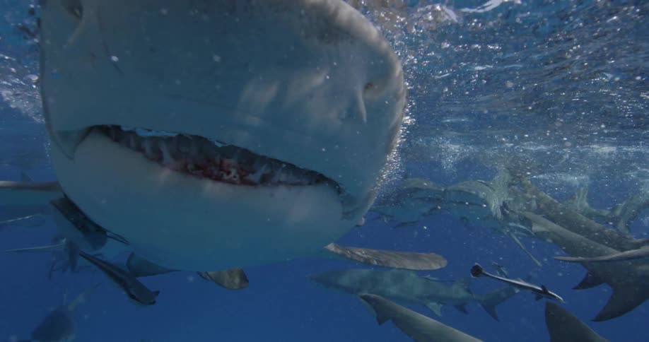 A shark opens its mouth underwater and bubbles float around