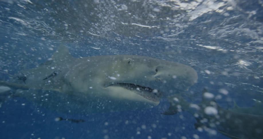 Bubbles rise up around swimming sharks and fish