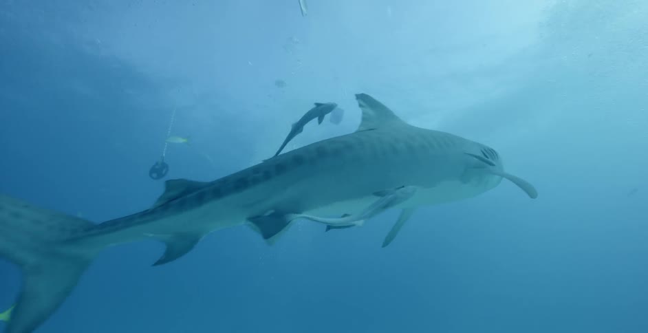 A shark and fish swim in the ocean