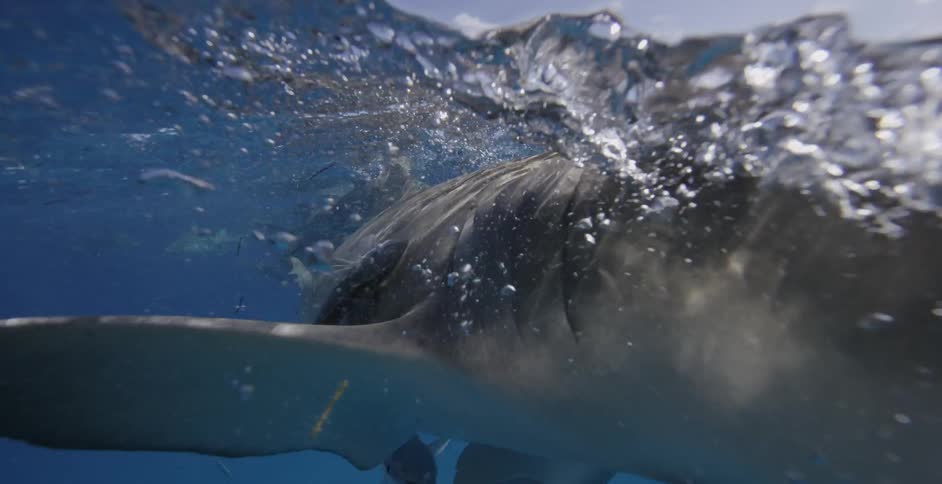 Sharks swimming close to the surface of the water