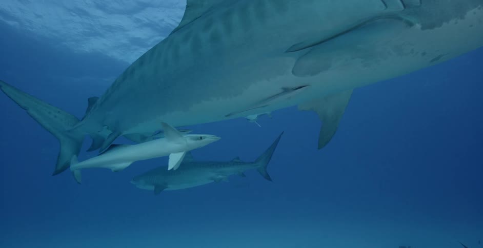 Sharks swimming close to the surface of the water
