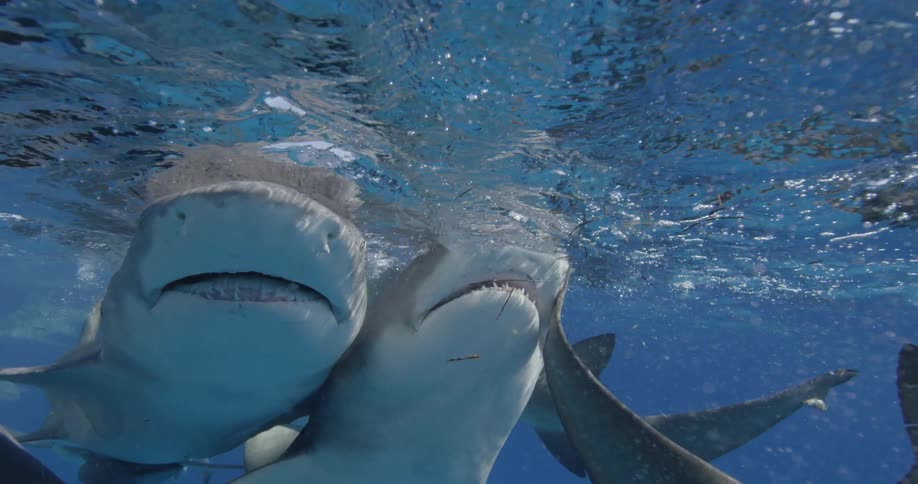 The sharks poke their noses above the water