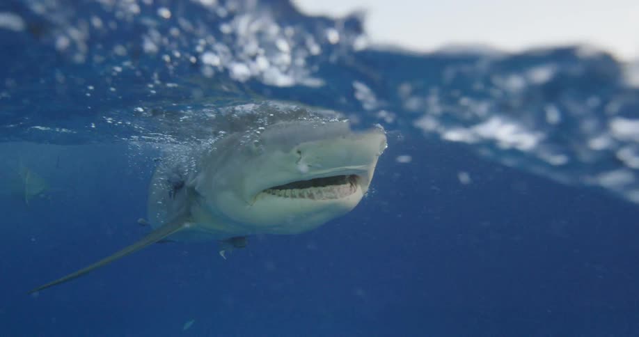 A shark opens its mouth and rises to the surface