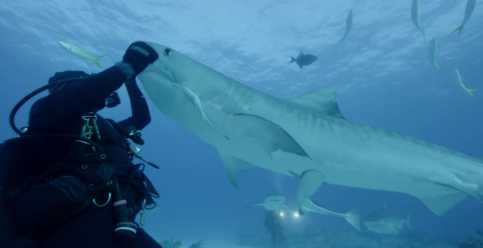 A diver reaches out and pets a shark on the nose
