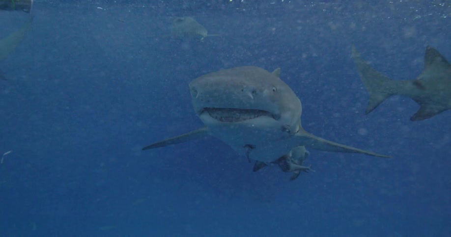 The shark stares forward and moves ahead