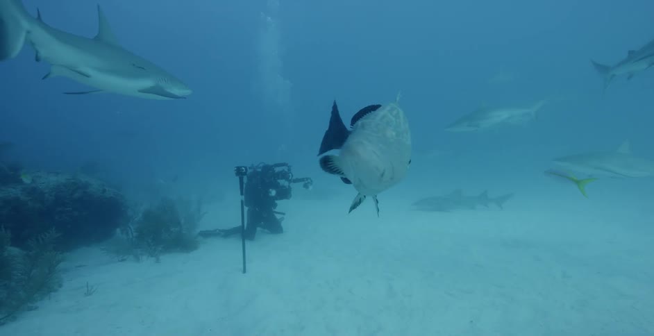 Divers filming fish swimming at the bottom of the sea