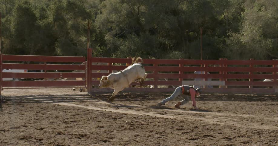 A cowboy rides a bull and is bucked off