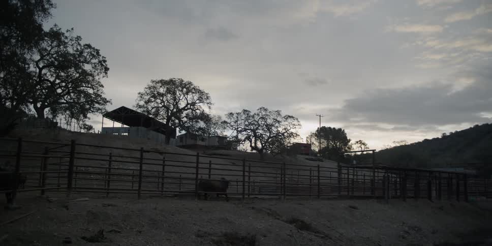 A bull paces in an enclosure