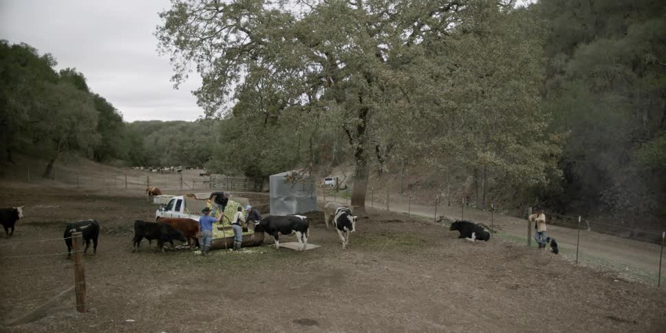 Farmers feed cows outside