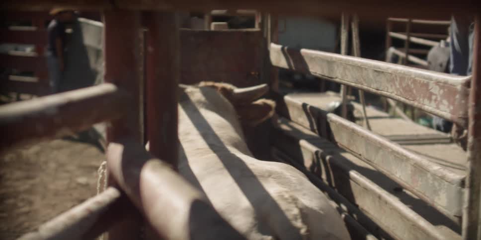The gate closes behind a bull in a chute