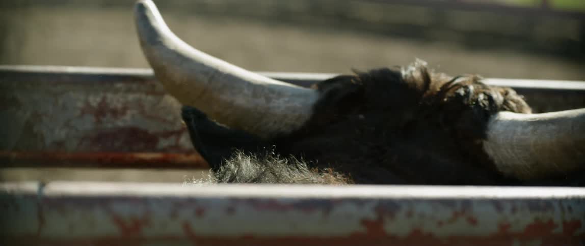 A bull sits in a pen