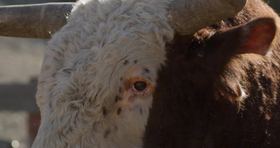 A bull blinks its eye and moves its ear