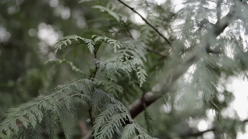 Leaves grow on a tree branch