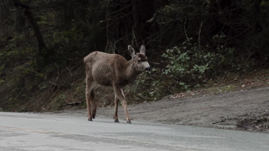 Lone deer walks down a country road