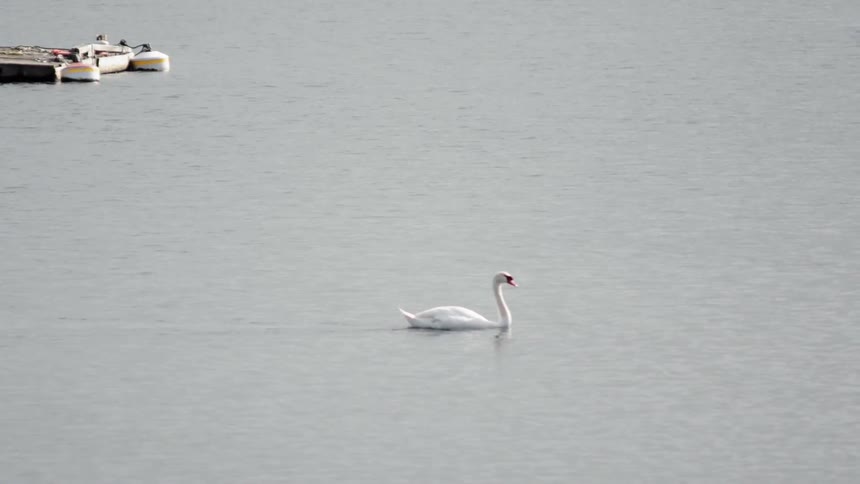 A swan floats down the water