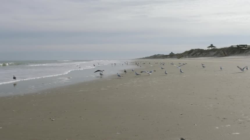 Seagulls gather on a sandy beach