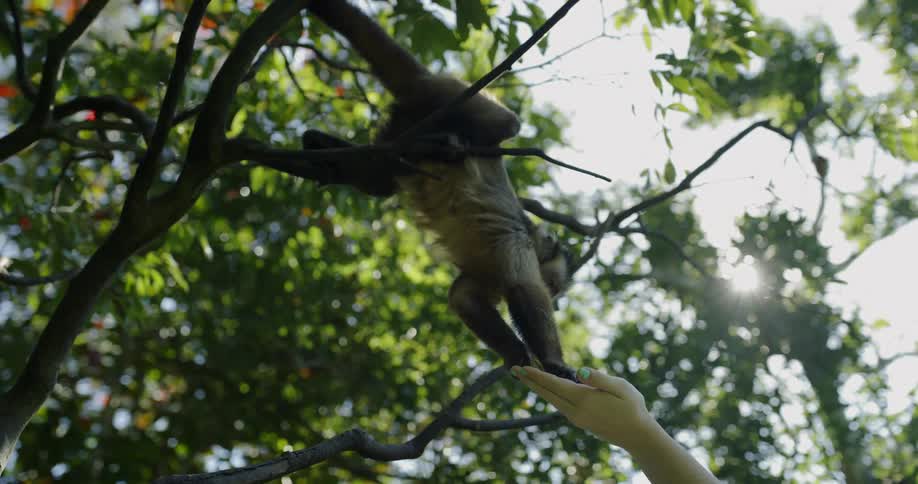 A person feeds a monkey in a tree