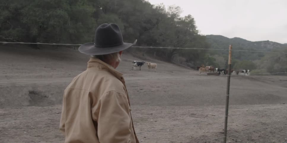 A man walks on farmland by a herd of cattle