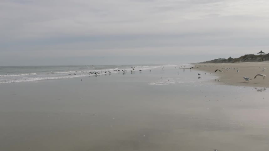 Birds fly and walk on the beach shore