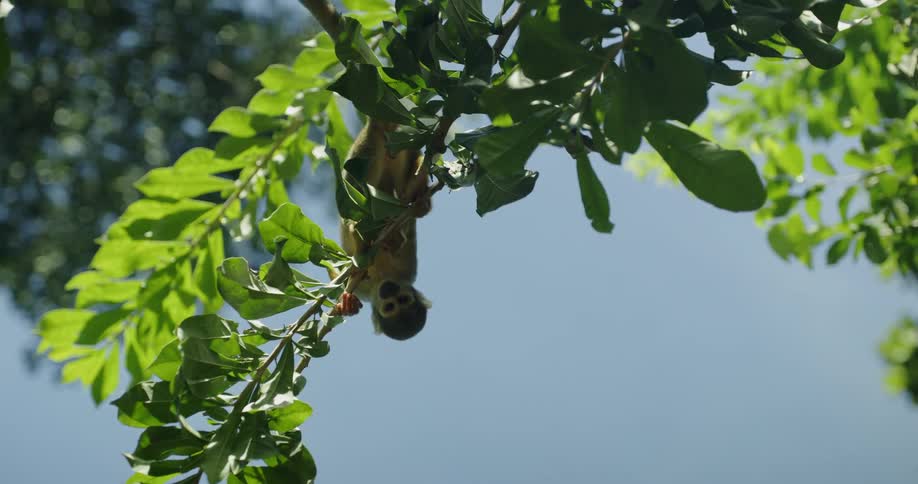 Small animal clings to a leafy tree branch