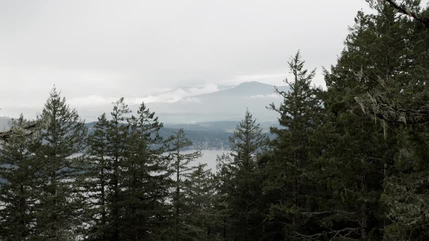 Tall trees tower at the edge of a lake