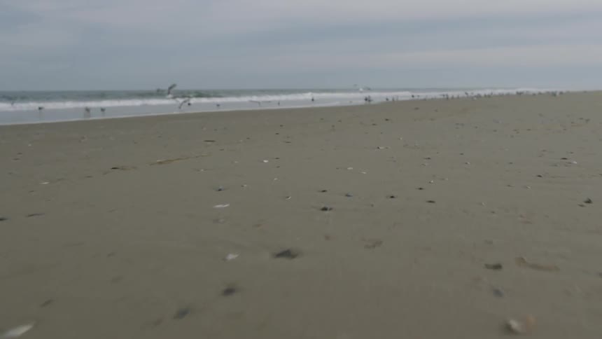 Seagulls and birds on the beach take off