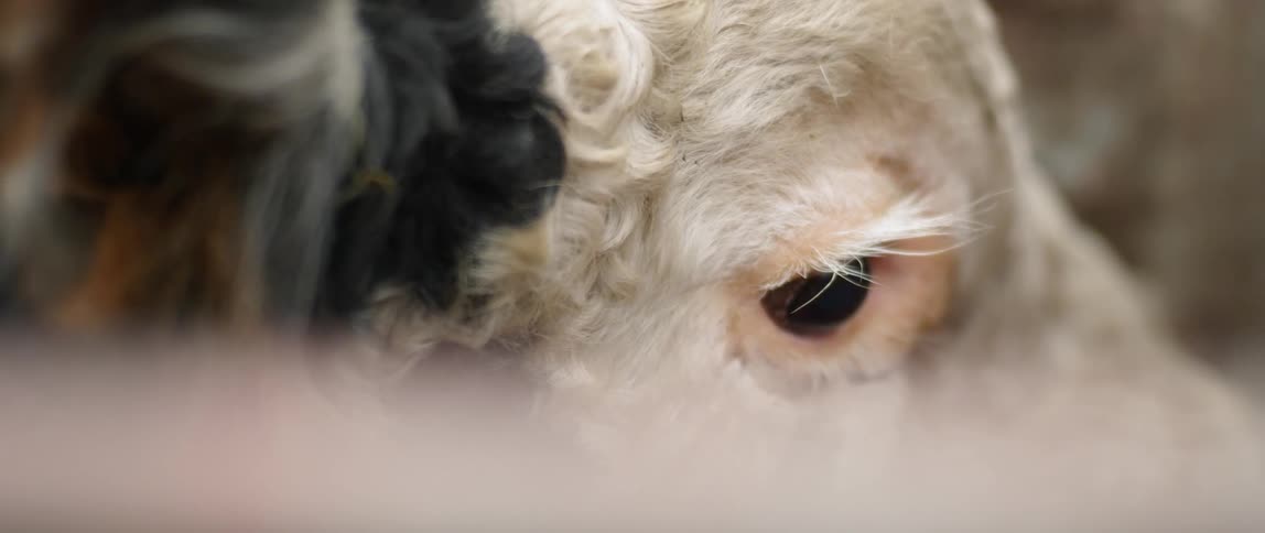 Animal's fur covered face with a blinking eye