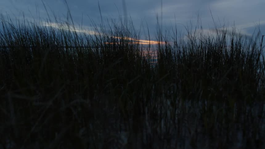 Tall weedy field at sunset