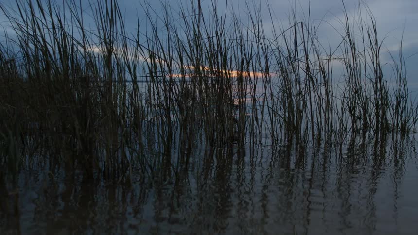 Tall grass sticks out of flowing water