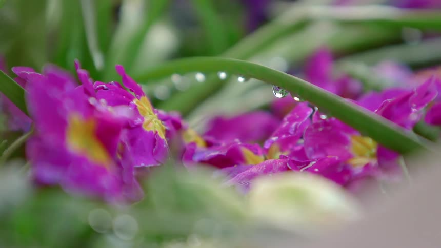Purple flowers and green grass are covered in water droplets