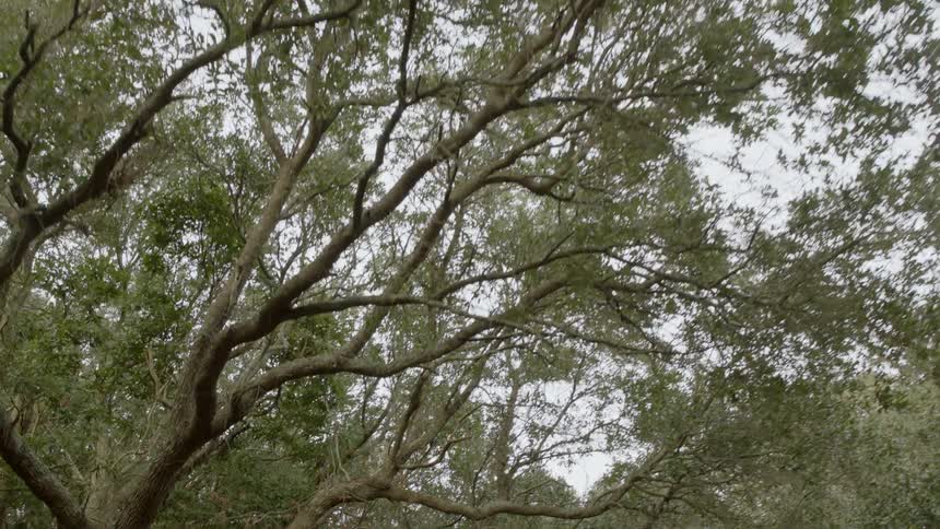 Gnarled tree branches in the woods