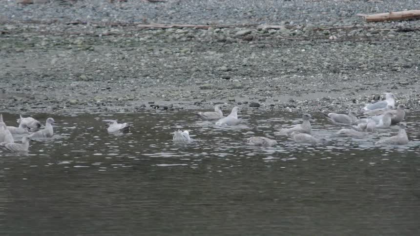 Birds swim on the shore