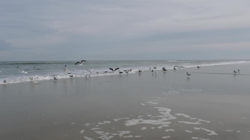 Seagulls land on the beach