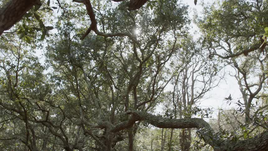The forest is full and blocking some of the sun
