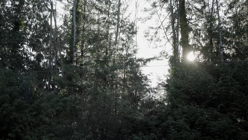 The sun is peeking through trees during the day
