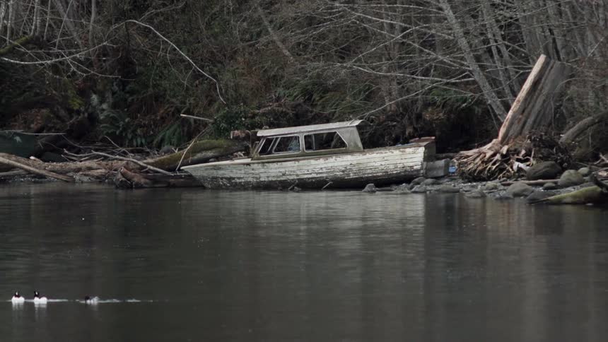 Ducks swim in a lake with an abandoned boat on the bank