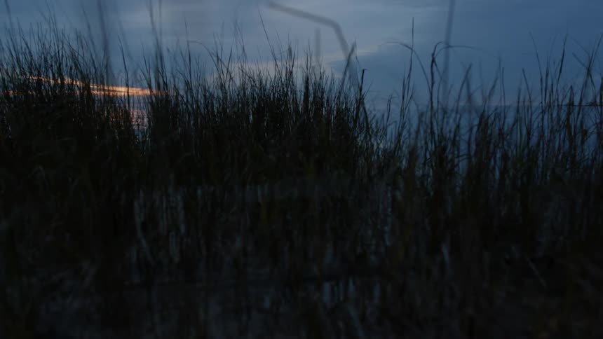 Tall blades of grass in front of a cloudy sunset