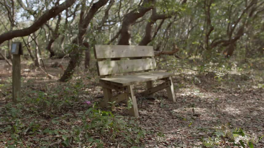 Bench in the woods with sun shining through the trees