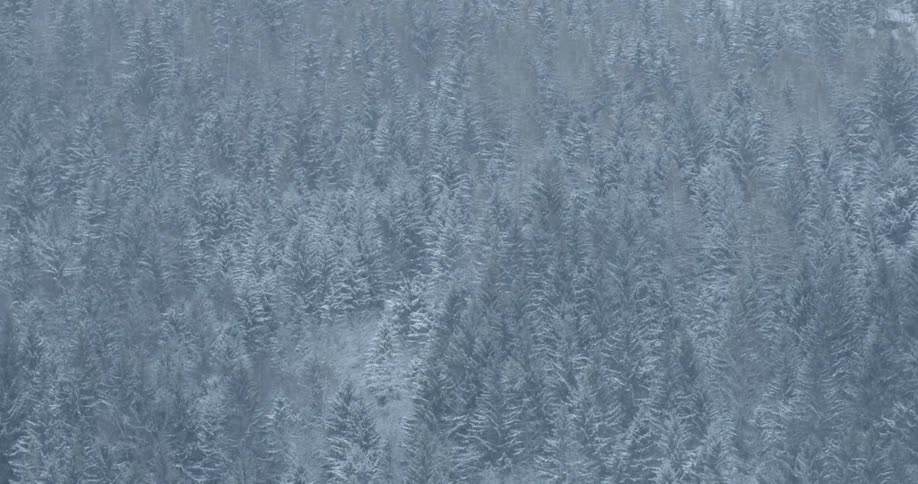 Snow falls onto pine trees