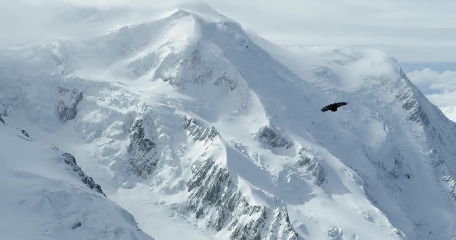 The bird flies high above the mountains