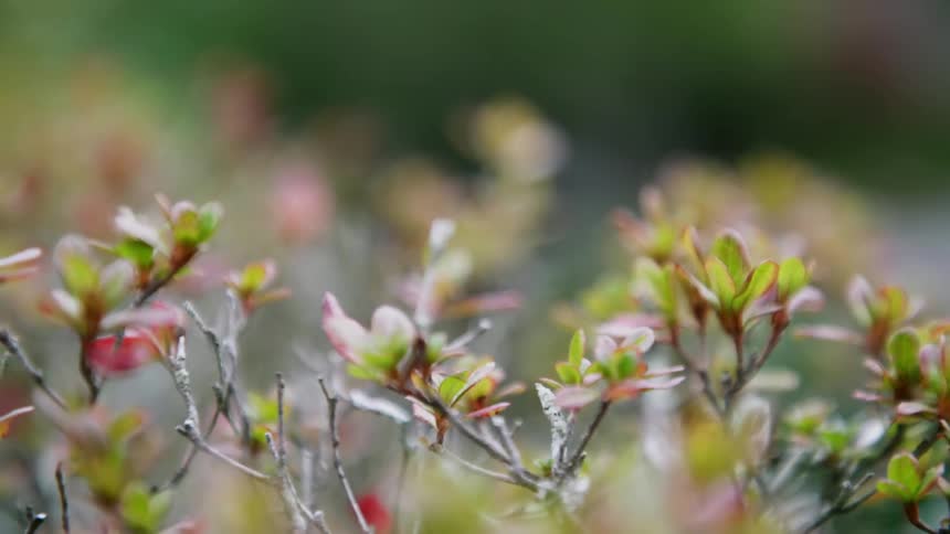 Leaves and branches with red blossoms on them