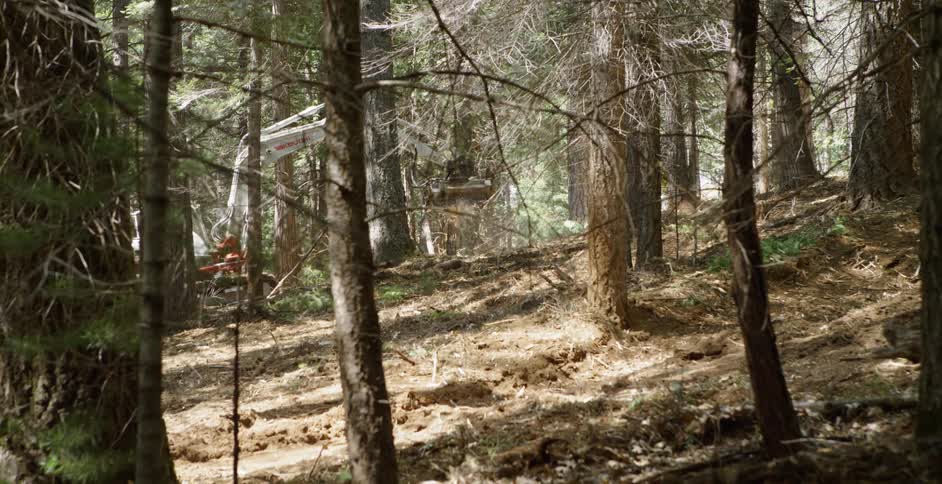 A construction crew cuts down trees in the woods