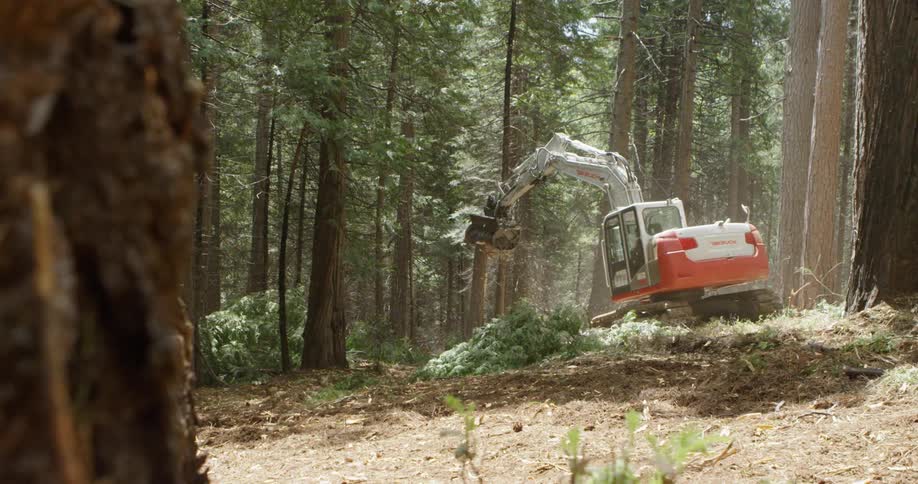 A construction crew cuts down trees in the woods