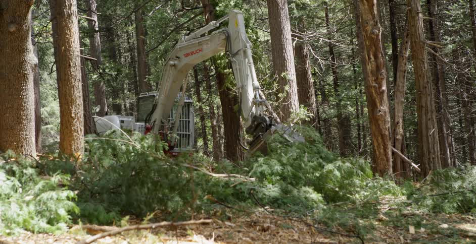 A construction crew cuts down trees in the woods