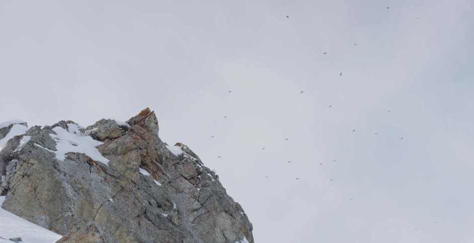 Birds fly above a snowy mountain